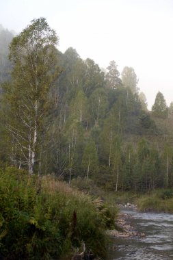  Batı Sibirya'da bir dağ nehri Yarovka erken sabah