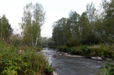  Batı Sibirya'da bir dağ nehri Yarovka erken sabah