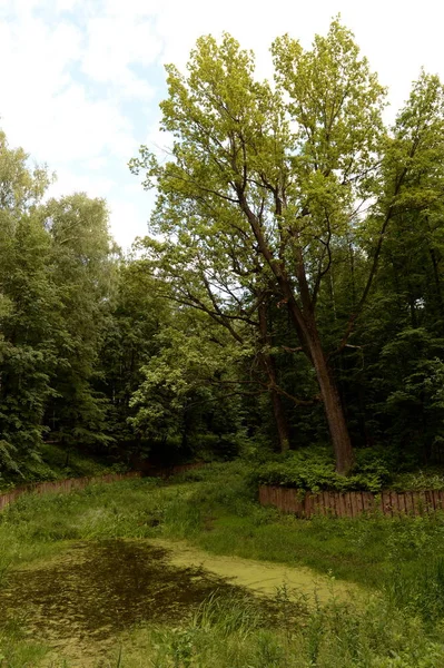 Parque en el estado de Moscú histórico y arquitectónico Museo-reserva "Tsaritsyno " —  Fotos de Stock