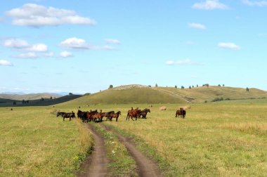  Altay bölgesindeki Tigirek Sırtı'nın eteklerindeatlar. Batı Sibirya