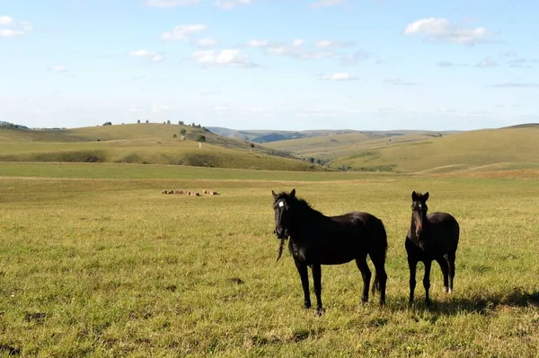 Cavalli ai piedi del crinale tigirek nella regione di Altai. Siberia occidentale — Foto Stock