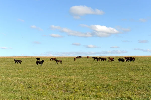 Horses in the foothills of the tigirek Ridge in the Altai region. Western Siberia — Stock Photo, Image