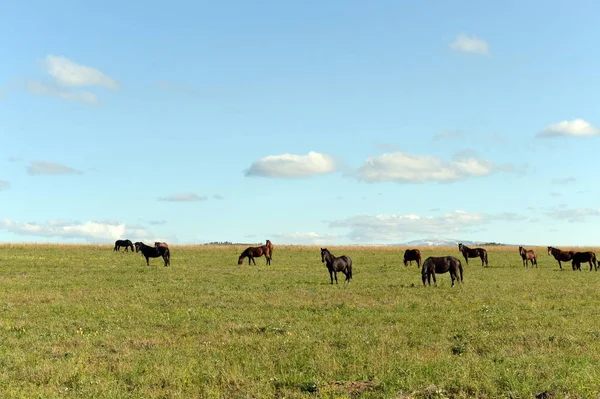 Horses in the foothills of the tigirek Ridge in the Altai region. Western Siberia — Stock Photo, Image