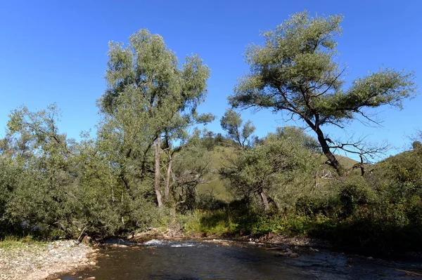 Batı Sibirya 'da Altai toprakları topraklarında dağ nehri Yarovka. Rusya — Stok fotoğraf