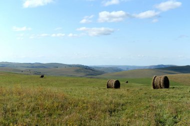  Altai Dağları 'nın eteklerinde hasat edilen saman ruloları ile kırsal peyzaj. Batı Sibirya. Rusya