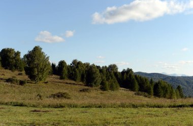   Rusya. Batı Sibirya. Altai Dağları 'nın eteklerindeki
