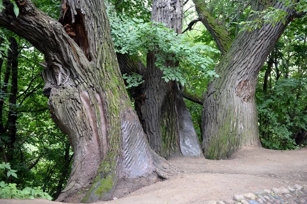 Three old willow Dyakovo on descent in Moscow Park Kolomenskoe — Stock Photo, Image