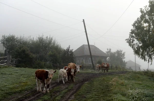 Żywy inwentarz wcześnie rano na ulicy górskiej wsi Generalka Altai Krai — Zdjęcie stockowe