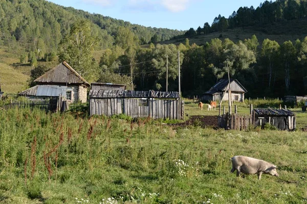 アルタイ地域 ロシア 2018 タイガ村の郊外ゼネラルカアルタイ領土 ロシア — ストック写真