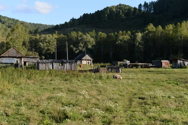 Região Altai Rússia Setembro 2018 Arredores Aldeia Taiga Território Generalka — Fotografia de Stock