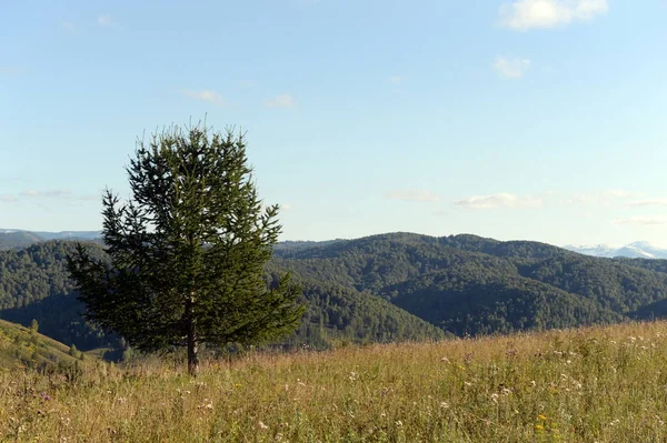 Altai Region Russland September 2018 Westsibirien Die Ausläufer Des Altai — Stockfoto