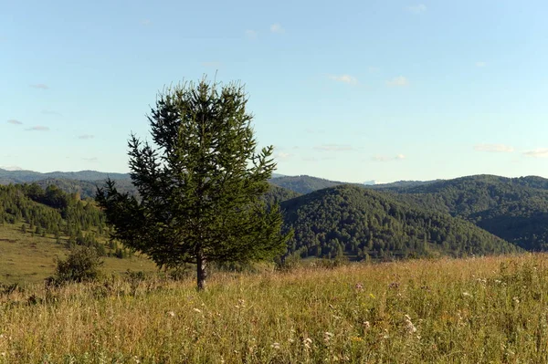 Russland.westsibirien. die Ausläufer des Altai-Gebirges — Stockfoto