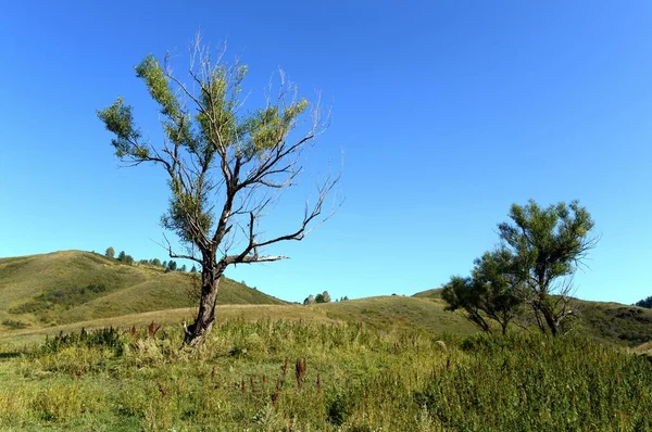 Omgivningarna i Taiga byn Generalka Altai regionen. Västra Sibirien — Stockfoto