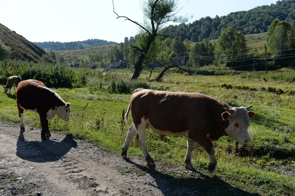 Zwierzęta gospodarskie w okolicach miejscowości Taiga w regionie Generalka Altai — Zdjęcie stockowe