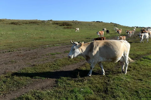ฝูงวัวกลับมาในตอนเย็นจากทุ่งหญ้า ไซบีเรียตะวันตก รัสเซีย — ภาพถ่ายสต็อก