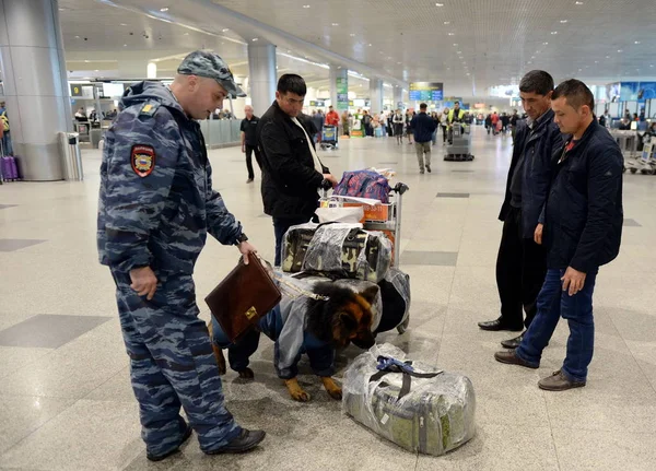 Polizeiinspektor-Hundeführer mit Hund untersucht das Gepäck der Passagiere auf dem internationalen Flughafen "domodedovo" in Moskau — Stockfoto
