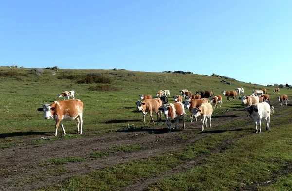 Région Altai Russie Septembre 2018 Troupeau Vaches Revient Soirée Pâturage — Photo