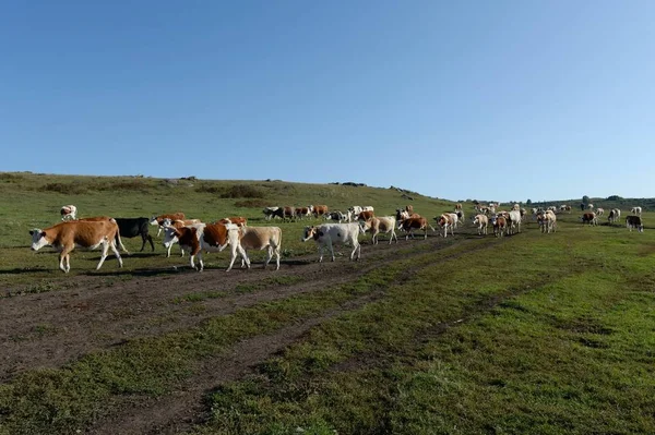 Le troupeau de vaches revient le soir du pâturage. Sibérie occidentale. Russie — Photo