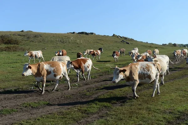 Le troupeau de vaches revient le soir du pâturage. Sibérie occidentale. Russie — Photo