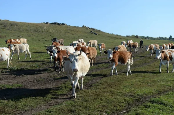 Région Altai Russie Septembre 2018 Troupeau Vaches Revient Soirée Pâturage — Photo