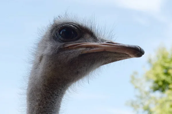 ダチョウ農場のアフリカダチョウ — ストック写真