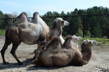 Barnaul, Rusya - 29 Ağustos 2019: Barnaul'daki Devekuşu Çiftliği'ndeki baktriya develeri