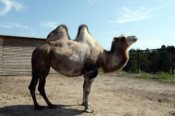 Camelo bactriano no zoológico de contato Ostrich Ranch em Barnaul — Fotografia de Stock