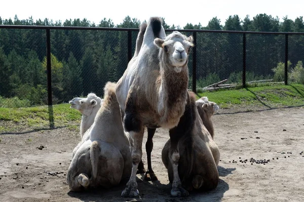 Camelos bactrianos no zoológico de contato Ostrich Ranch em Barnaul — Fotografia de Stock