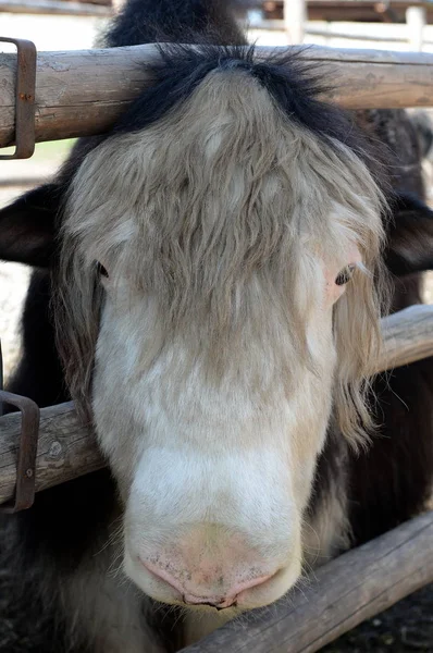 Yak na Ostrich Ranch kontakt zoo w Barnaul — Zdjęcie stockowe