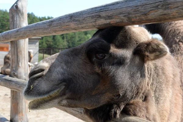 Camelo bactriano no zoológico de contato Ostrich Ranch em Barnaul — Fotografia de Stock