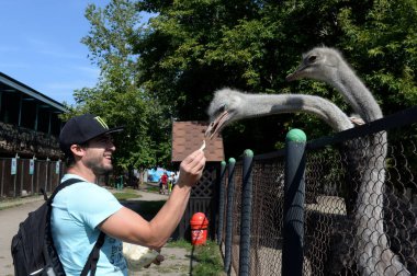  Bilinmeyen turist Barnaul Devekuşu Ranch temas hayvanat bahçesinde Afrika devekuşları besler