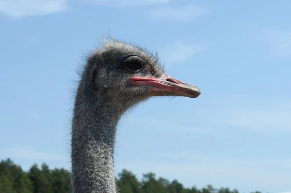 ダチョウ農場のアフリカダチョウ — ストック写真