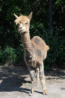  Barnaul Devekuşu Ranch İletişim Hayvanat Bahçesi'nde Alpaka