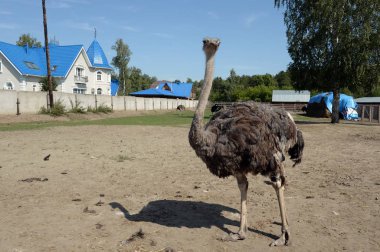   Devekuşu çiftliğinde Afrika devekuşları