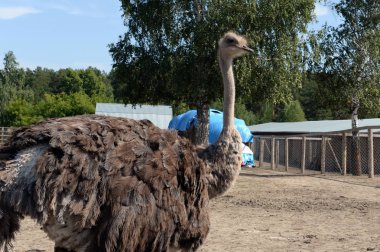    Devekuşu çiftliğinde Afrika devekuşları