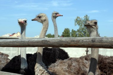   Devekuşu çiftliğinde Afrika devekuşları