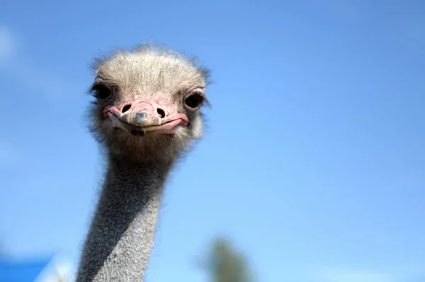 African ostriches on an ostrich farm — Stock Photo, Image