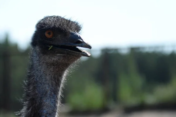 Australijski EMU strusia w Ostrich Ranch Contact zoo w Barnaul — Zdjęcie stockowe