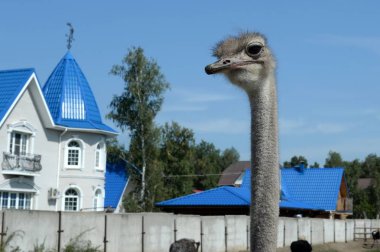   Devekuşu çiftliğinde Afrika devekuşları