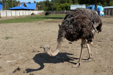   Devekuşu çiftliğinde Afrika devekuşları