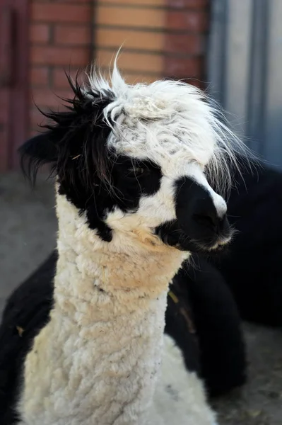 Alpaca en el Zoológico de Contacto del Rancho de Avestruz en Barnaul — Foto de Stock