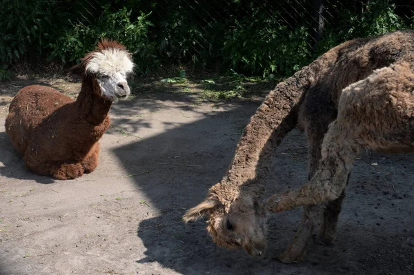 Alpacas no zoológico de contato da avestruz em Barnaul — Fotografia de Stock