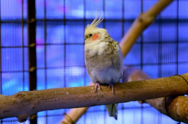  Corella papağan bir levrek üzerinde oturur