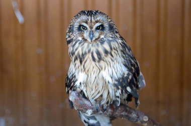  Bir temas hayvanat bahçesinde uzun kulaklı baykuş