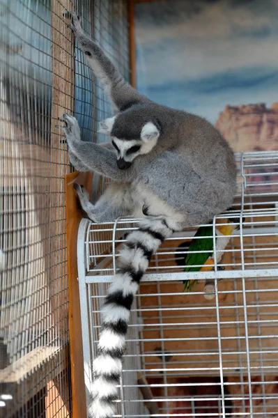 En ringhalet lemur med myk og lang hale i dyreparken. – stockfoto