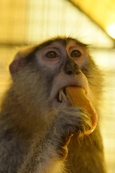 Macaco no rancho de avestruzes Zoológico de contato em Barnaul — Fotografia de Stock