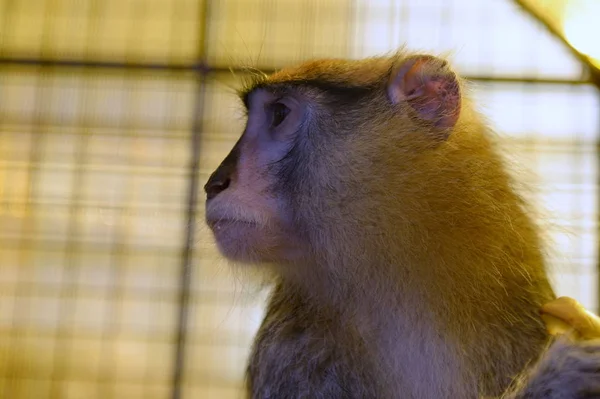 Macaco no rancho de avestruzes Zoológico de contato em Barnaul — Fotografia de Stock