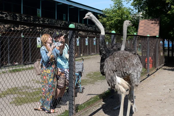 Visitantes alimentam avestruzes africanos no zoológico de contato da avestruz em Barnaul — Fotografia de Stock