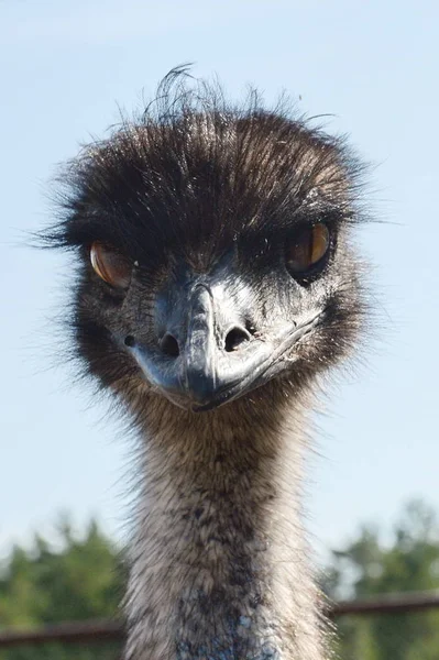 Australiska EMU struts på struts Ranch kontakta Zoo i Barnaul — Stockfoto