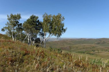   Altay etekleri. Chineti rezervinin genişlikleri. Batı Sibirya.